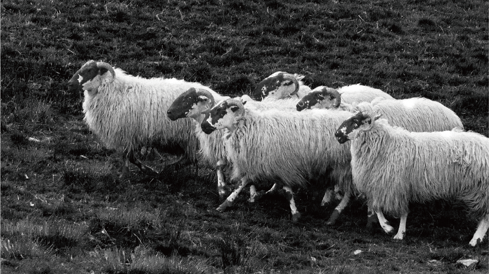 Beyond Warmth Choosing Wool with Style - Cover